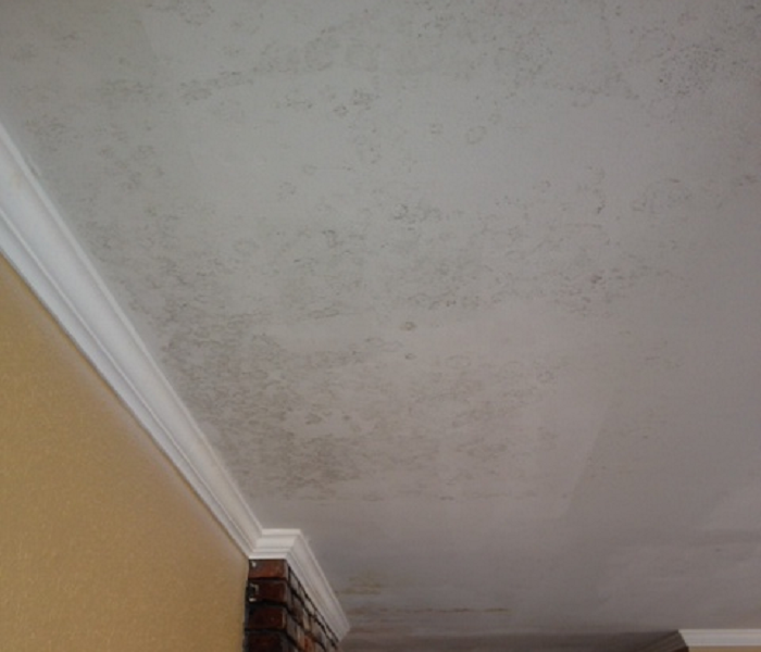 Evidence of mold in ceiling